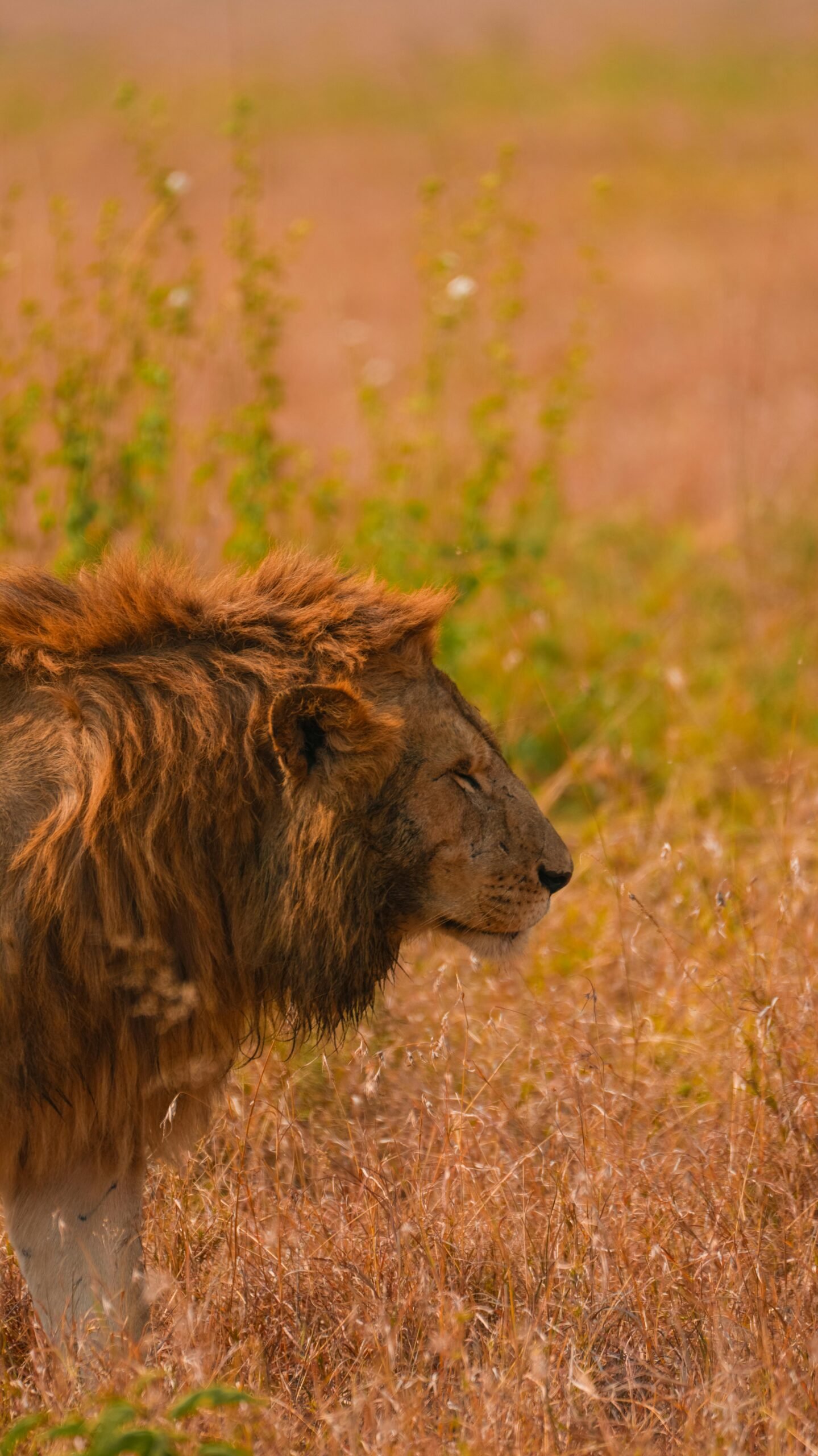 pexels alex ning 523843601 33650591 scaled