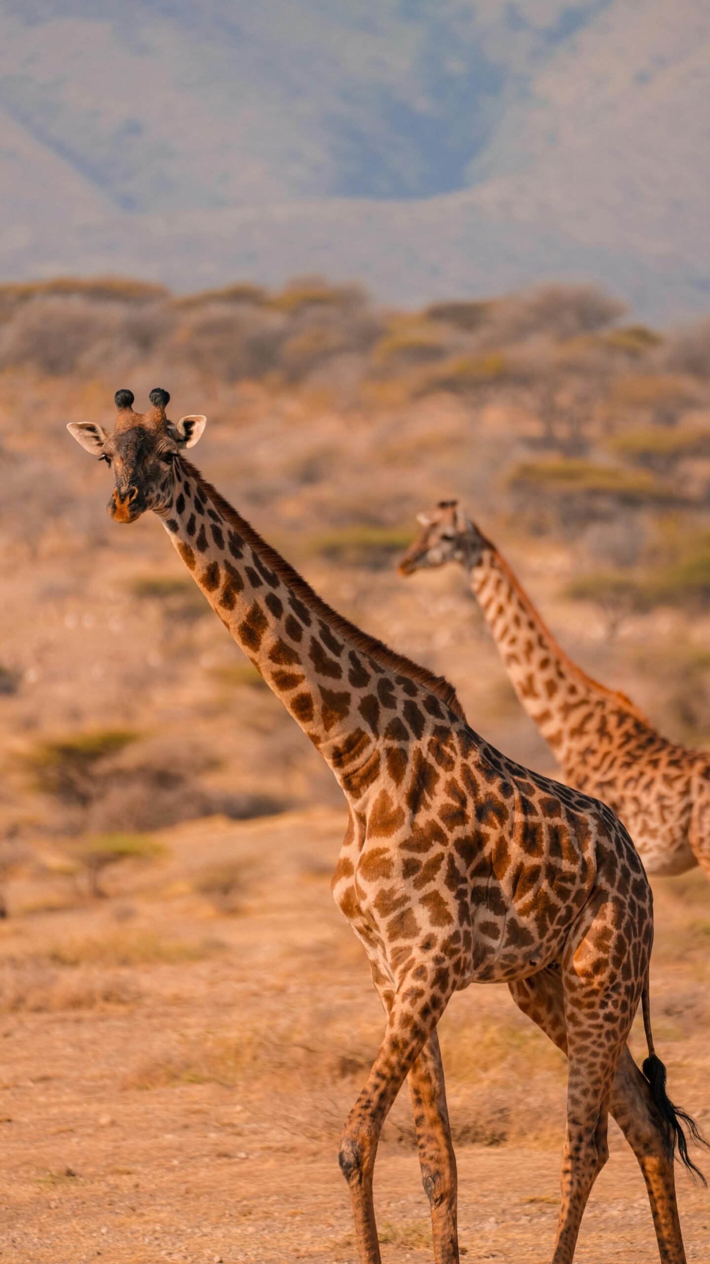 pexels alex ning 523843601 33650610 scaled